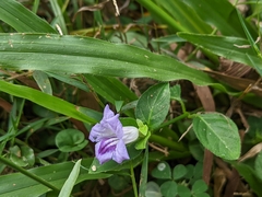 Ruellia repens