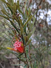 Lambertia formosa