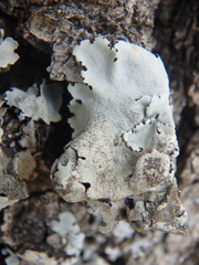 Parmelina tiliacea