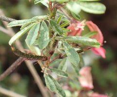 Indigofera stricta