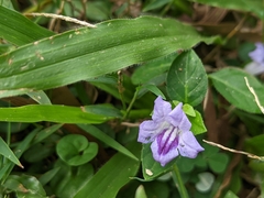 Ruellia repens