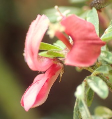 Indigofera stricta