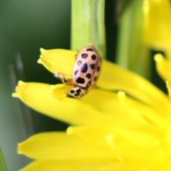 Anisosticta novemdecimpunctata