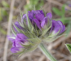 Psoralea sericea