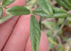 Psoralea sericea