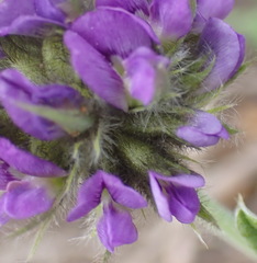Psoralea sericea