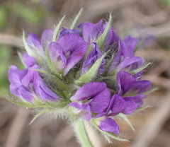 Psoralea sericea