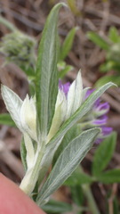 Psoralea sericea