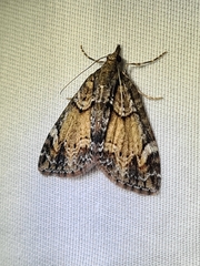 Microdes diplodonta