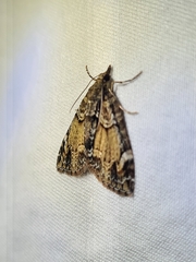 Microdes diplodonta
