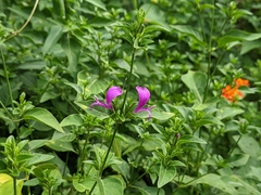Hypoestes purpurea