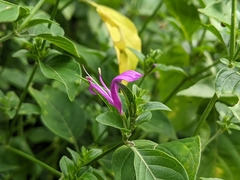 Hypoestes purpurea