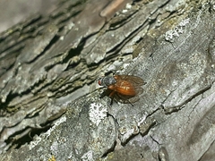 Pegomya bicolor