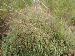 Geranium ornithopodon