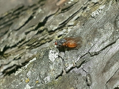 Pegomya bicolor