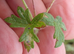 Geranium ornithopodon