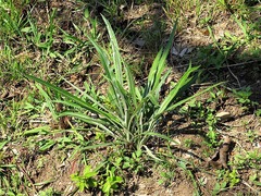 Senecio mlilwanensis