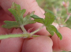 Geranium ornithopodon
