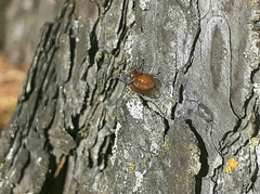 Pegomya bicolor