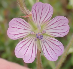 Geranium ornithopodon
