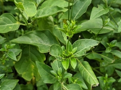 Hypoestes purpurea