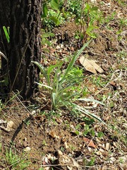Senecio mlilwanensis