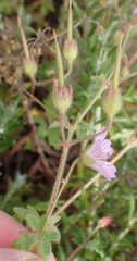 Geranium ornithopodon