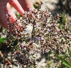 Limonium carolinianum