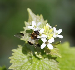 Leucozona lucorum
