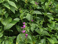 Hypoestes purpurea