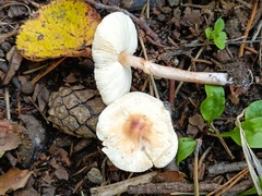 Lepiota cristata
