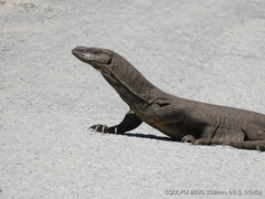 Varanus bengalensis