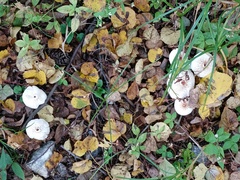 Lepiota cristata