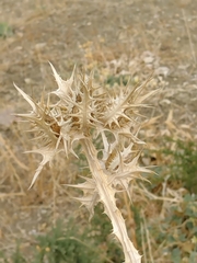 Scolymus maculatus
