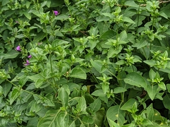 Hypoestes purpurea