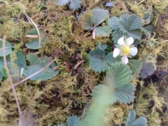 Fragaria hayatae