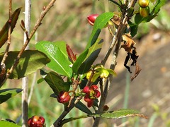 Ochna serrulata