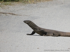 Varanus bengalensis