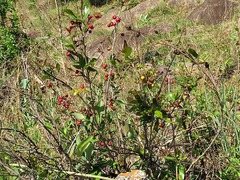 Ochna serrulata