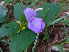 Dicliptera tinctoria