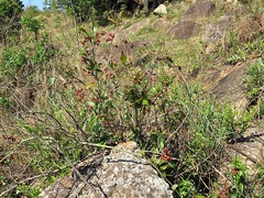 Ochna serrulata