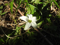 Jaborosa integrifolia