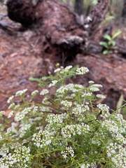 Platysace ericoides