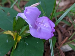 Dicliptera tinctoria
