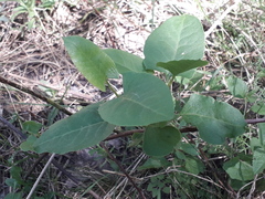 Muehlenbeckia sagittifolia