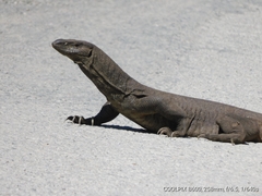 Varanus bengalensis