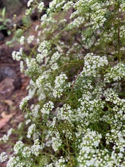 Platysace ericoides