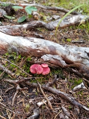 Suillus paluster