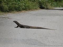 Varanus bengalensis