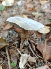 Hypomyces chrysospermus